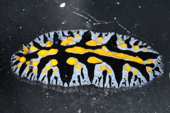 Media type: image;   Malacology 393774 Description: live specimen;